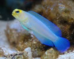 Jawfish, Pearly