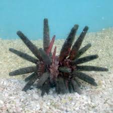 Urchin, Pencil
