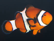 Clownfish, Percula