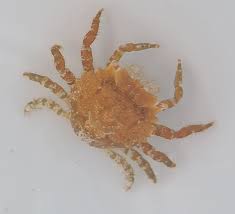 Crab, Pithos