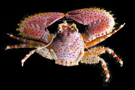 Crab, Porcelain
