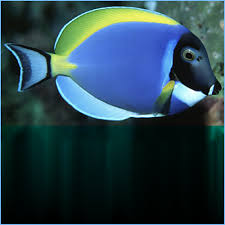 Tang, Powder Blue