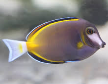 Tang, Powder Brown