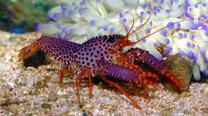 Lobster, Purple