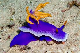 Nudibranch, Purple