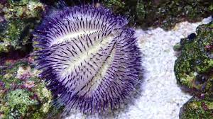 Urchin, Purple