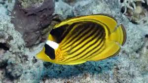 Butterflyfish, Raccoon