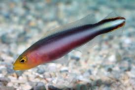 Wrasse, Rainbow