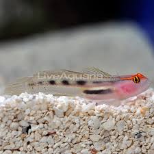 Goby, Red Cap