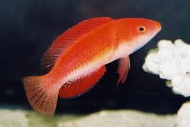 Wrasse, Red-fin Fairy