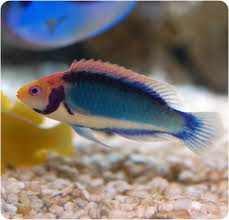 Wrasse, Redhead Solon Fairy Wrasse