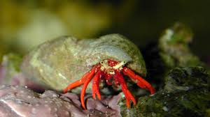 Crab, Red-Legged Hermit