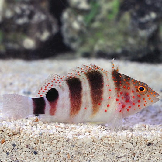 Hawkfish, Caribbean Redspotted
