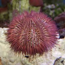 Urchin, Rose Pink