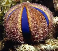 Urchin, Royal