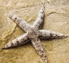 Starfish, Sand Sifting
