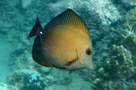 Tang, Scopas