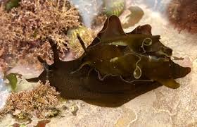 Sea Slug, Green Hare