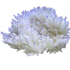 Anemone, Sebae Purple Tip