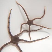 Starfish, Serpentine