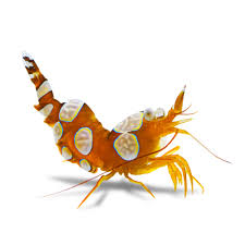 Shrimp, Sexy