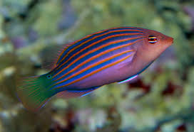 Wrasse, Six Line