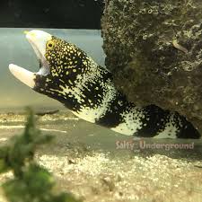 Eel, Snowflake Moray