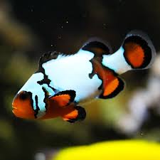 Clownfish, Snowflake