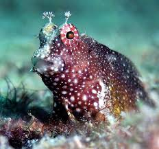 Blenny, Starry