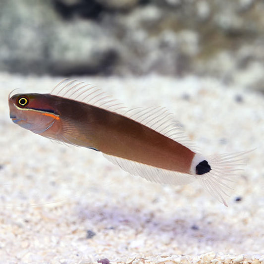 Blenny, Tailspot