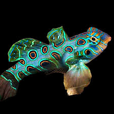 Goby, Target Spot Mandarin