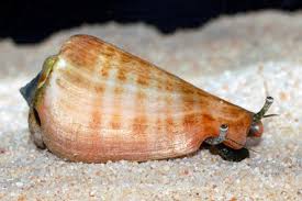 Conch, Tiger