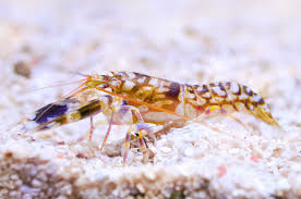 Shrimp, Tiger Pistol