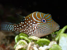 Pufferfish, Sharpnose (Toby)
