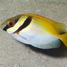 Rabbitfish, Two Barred