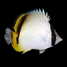 Butterflyfish, Vagabond