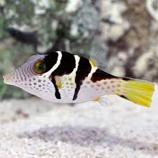 Pufferfish, Valentini