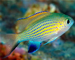 Chromis, Vanderbilt