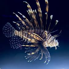 Lionfish, Volitan