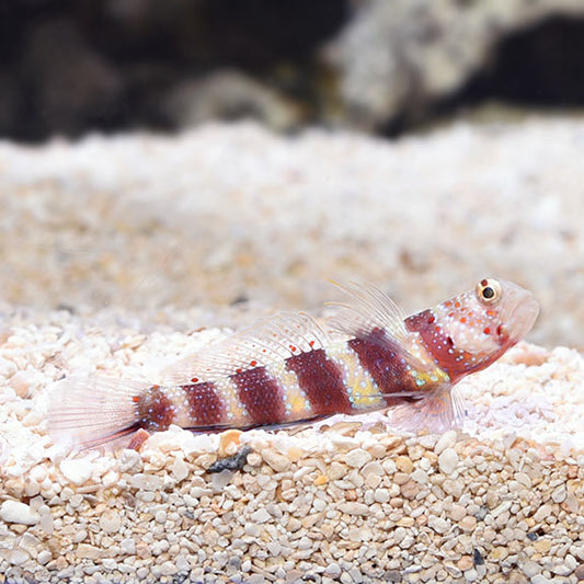Goby, Wheeleri Shrimp