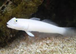 Goby, White Sleeper