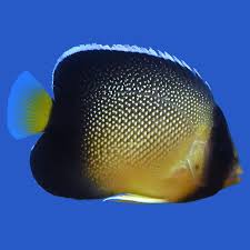Angelfish, Xanthurus Cream