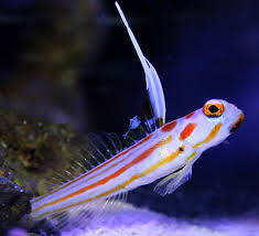 Goby, Yasha