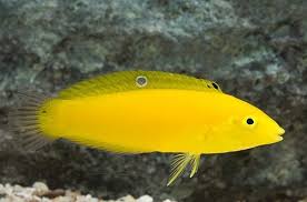 Wrasse, Yellow Coris