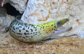 Eel, Yellow-Head Moray